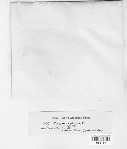 Polyporus picipes image